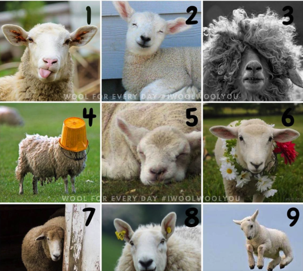 How do you feel scale sheep